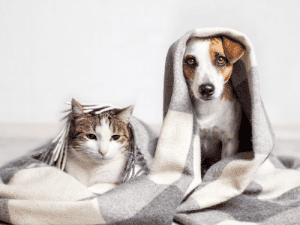 dog and cat pet insurance