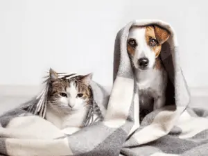 dog and cat pet insurance