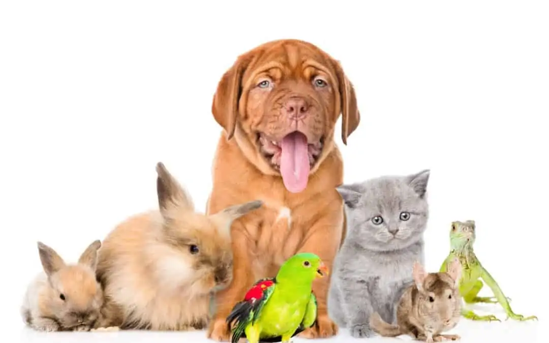 Top 5 reasons to buy Pet Insurance