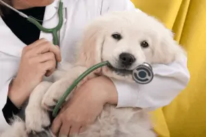 sick dog veterinarian